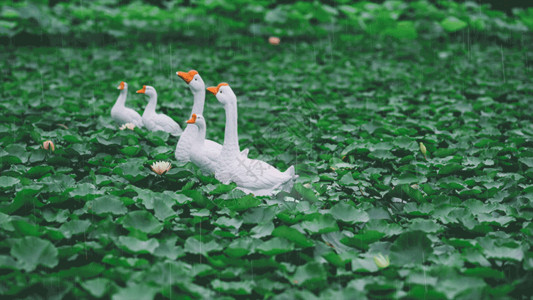 绿色叶子水珠荷塘白鹅gif高清图片