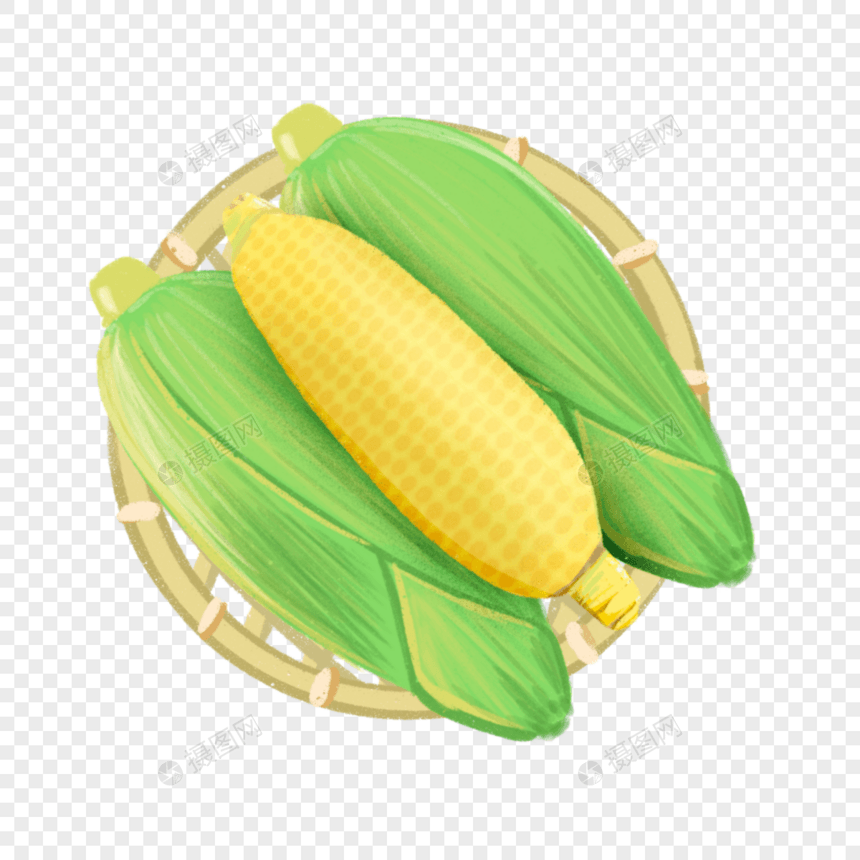 芒种玉米图片