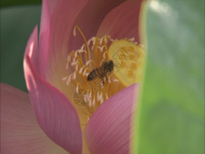 蚊子叮荷花上的蜜蜂GIF高清图片