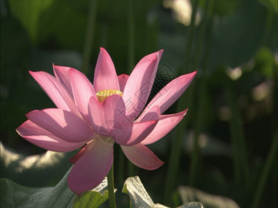 水珠花瓣美丽的荷花GIF高清图片