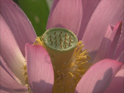 水珠花瓣绽放的荷花GIF高清图片
