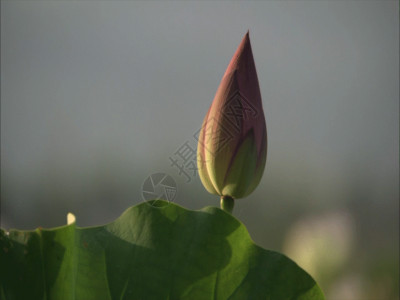 绿叶上的水珠荷花特写GIF高清图片