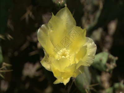 大自然特写黄色鲜花GIF高清图片