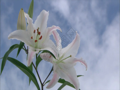 粉色白色百合植物特写 GIF高清图片