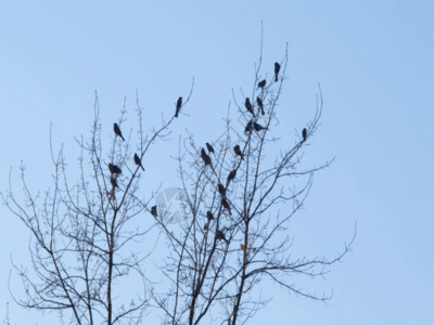 一群乌鸦树枝上的小鸟GIF高清图片