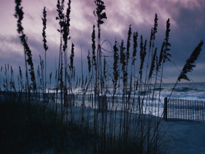 海滩美景傍晚下的芦苇GIF高清图片