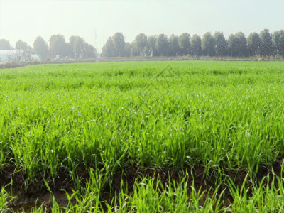 稻田地绿油油的麦苗GIF高清图片