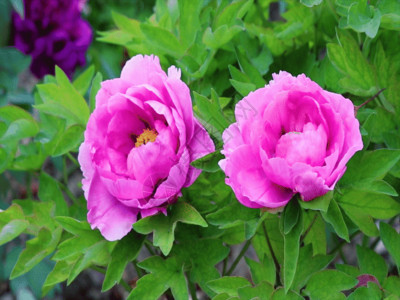 两朵紫荆花实拍国花牡丹合集GIF高清图片