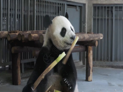 竹脚手架动物园大熊猫 吃竹子GIF高清图片