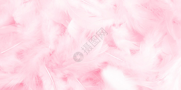 粉红色羽毛清新羽毛背景设计图片