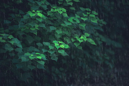 黑夜里的伞绿色氧吧gif高清图片