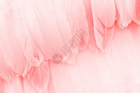 大气唯美海报粉色羽毛背景设计图片