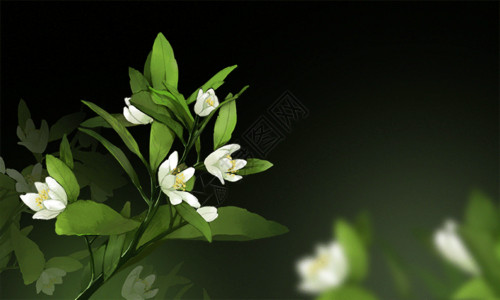 白色鲜花素材花卉插画gif动图高清图片