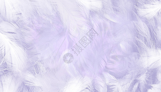 紫色清新羽毛紫色羽毛背景设计图片