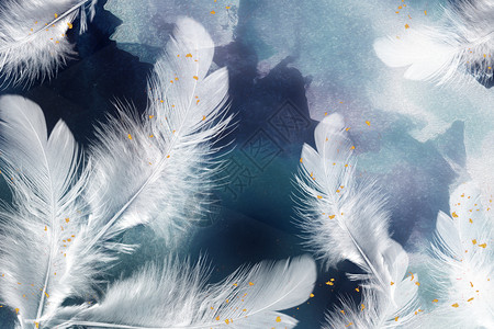 藏蓝色冷色羽毛背景设计图片