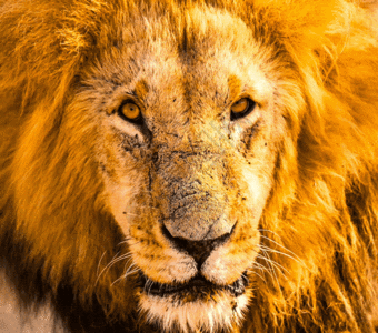 非洲大草原的雄狮gif图片
