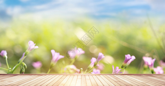 夏天鲜花背景背景图片