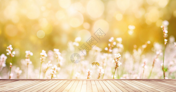 开采蜜蜂夏天清新鲜花背景设计图片