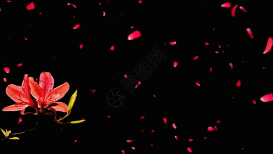 大黑色花朵珍珠花朵GIF高清图片