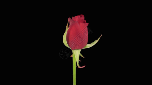 黑色背景玫瑰红色玫瑰生长GIF高清图片