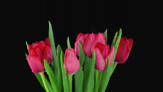 红色康乃馨花卉红色百合生长gif高清图片