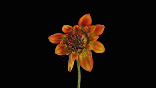 错觉摄影素材黄色菊花生长gif高清图片