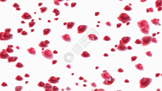 带血的水泡粒子玫瑰花飘落gif高清图片
