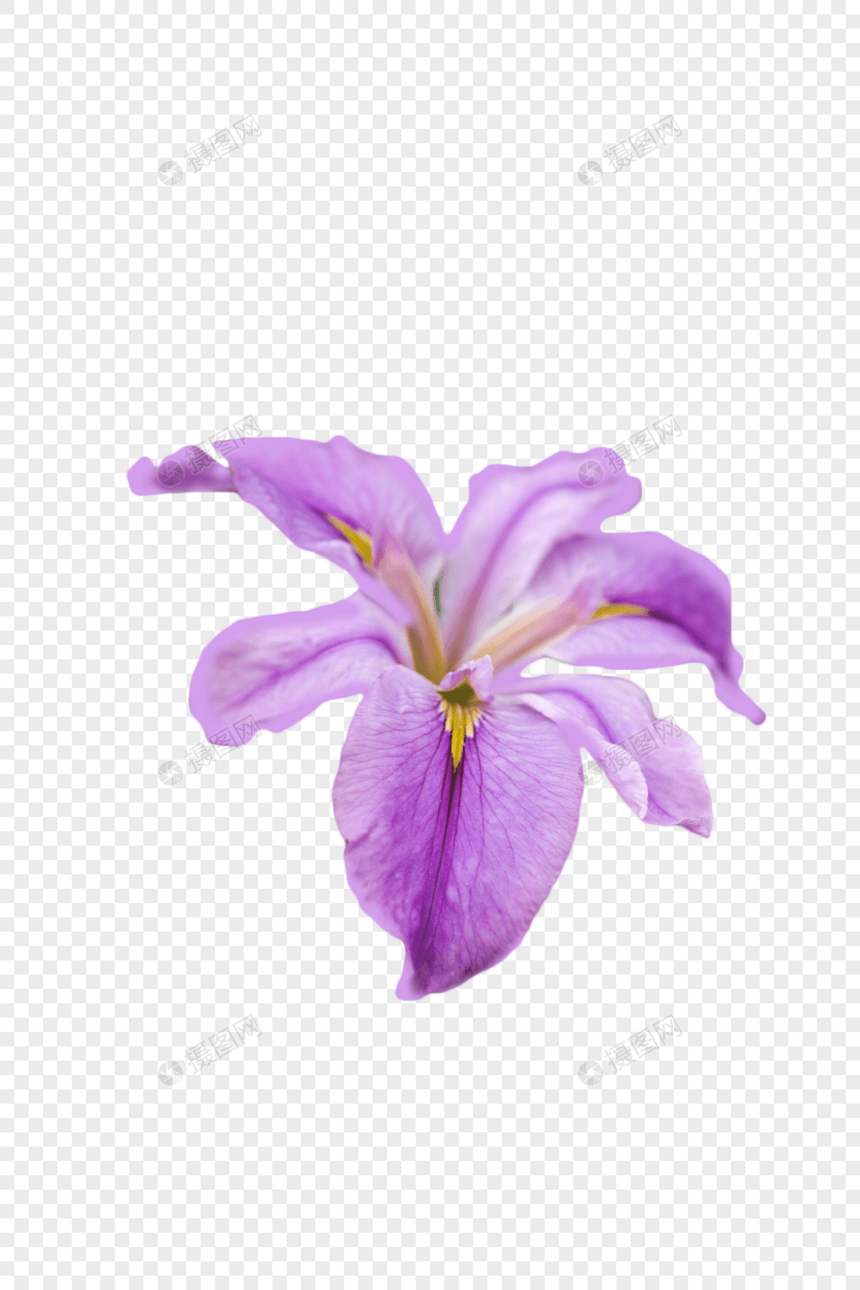 紫色鸢尾花图片