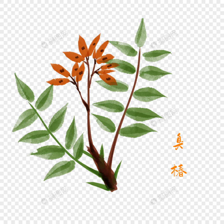 卡通植物臭椿插图图片