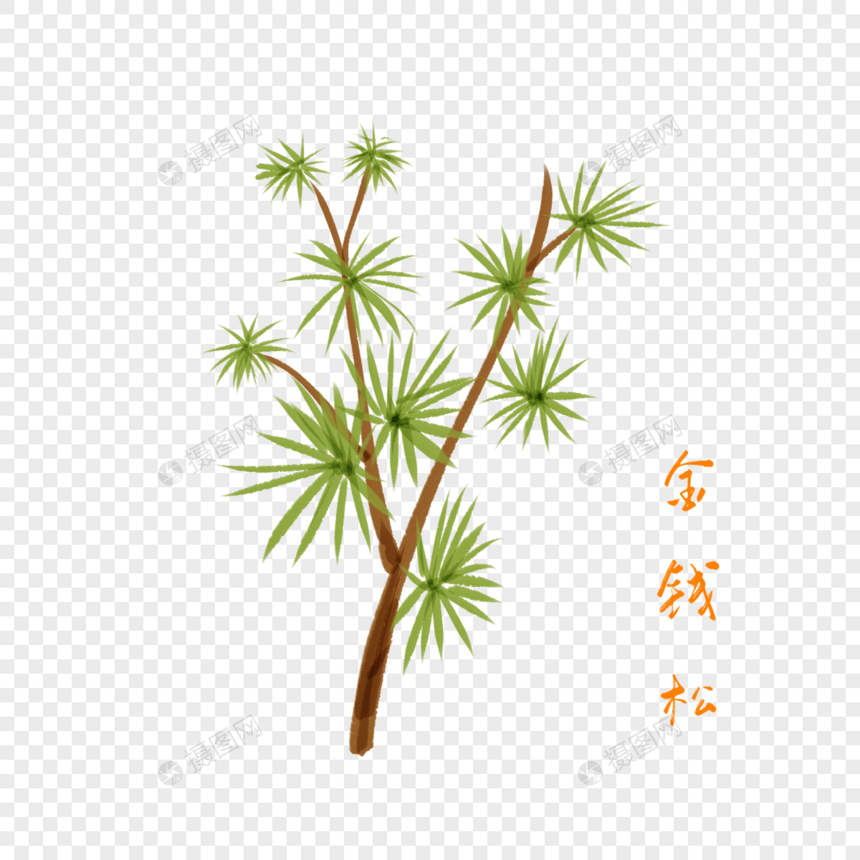 卡通植物金钱松插图图片