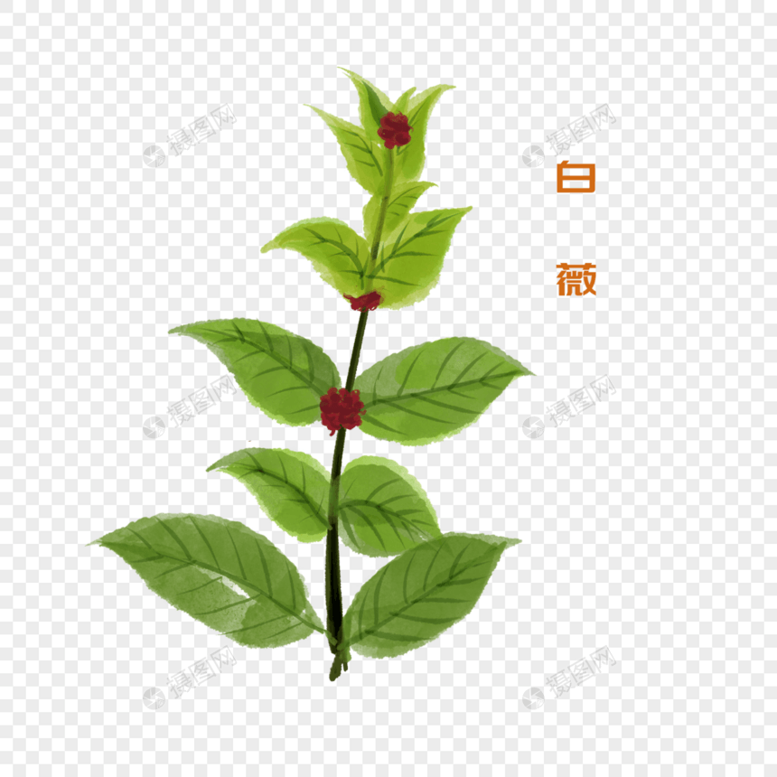 卡通植物白薇插图图片