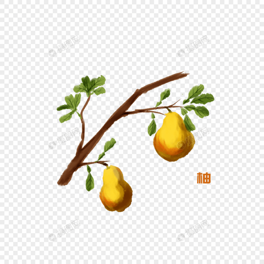 卡通水果柚子插图图片