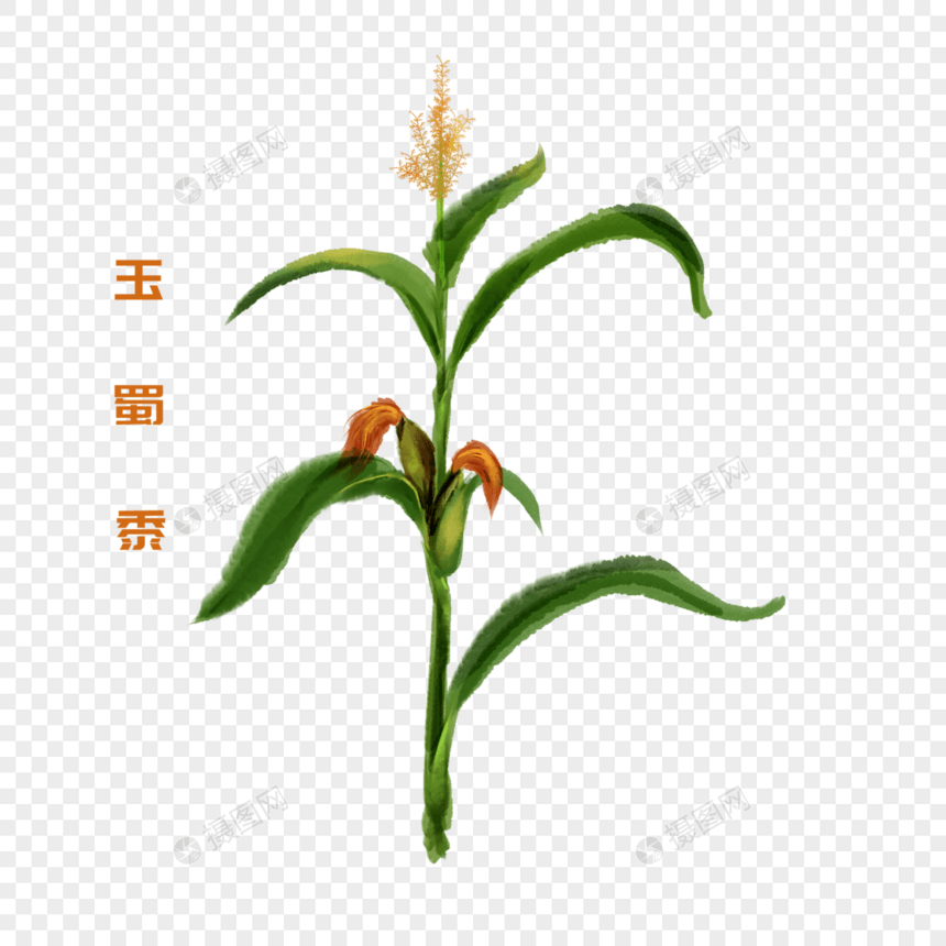 卡通植物玉蜀黍插图图片