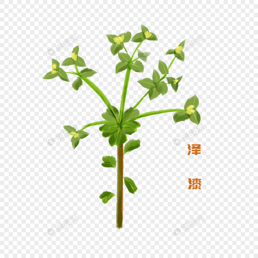 卡通植物泽漆插图图片