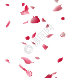 粉色玫瑰花墙飘落的花瓣gif高清图片