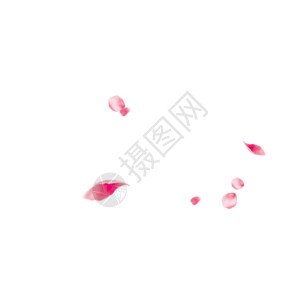 淡粉色花瓣花瓣动图gif高清图片