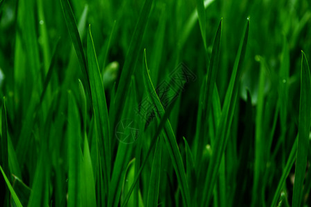 绿油油的稻田绿油油的叶子gif动图高清图片