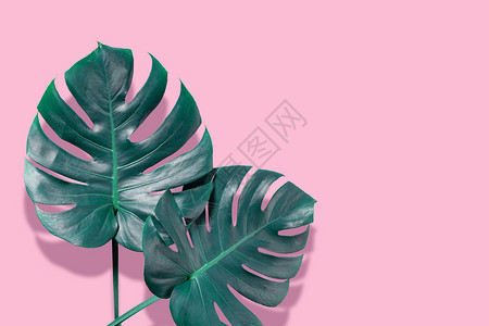 植物彩色绣球花彩色叶子背景设计图片