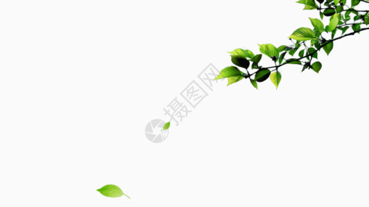 绿色椭圆叶子绿色树叶gif高清图片