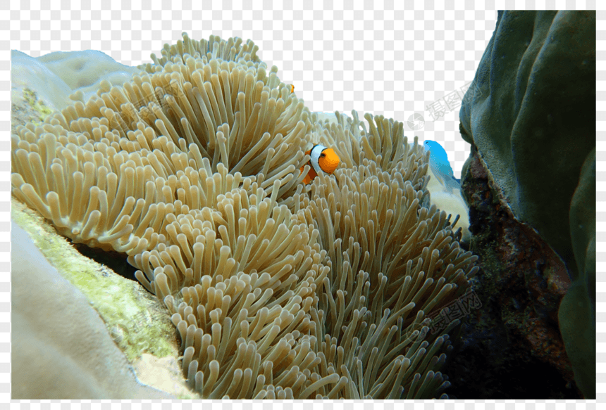 泰国潜水的海洋生物图片
