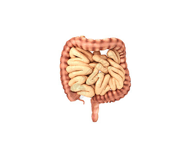 人体器官肠回肠呕吐物高清图片
