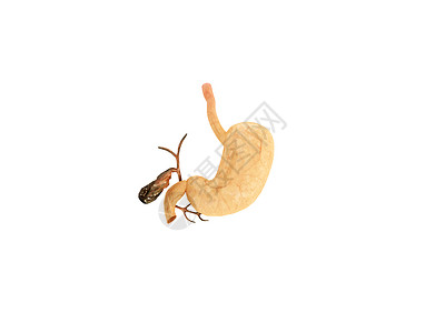 死蟑螂人体器官胆胃模型设计图片
