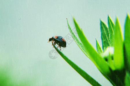 黑色甲虫七星瓢虫gif高清图片