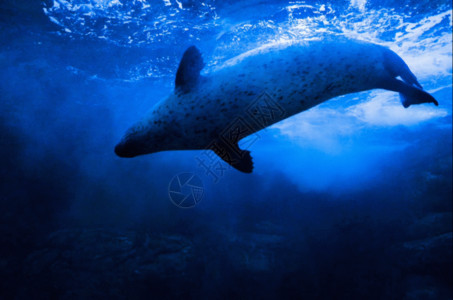 冲绳水族馆游动的斑海豹gif高清图片