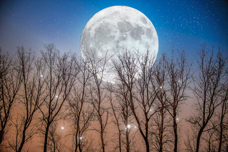 傍晚夜空月圆下树林gif动图高清图片
