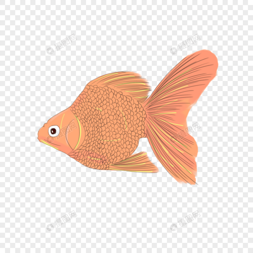 金鱼图片
