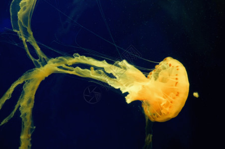 黄色水母水族馆水母gif高清图片