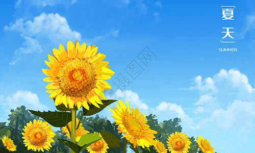 夏天向日葵背景图片