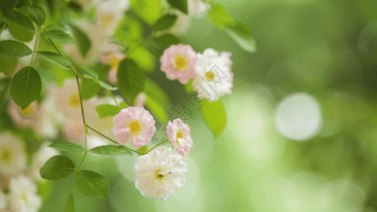 郊外的野花蔷薇花GIF高清图片