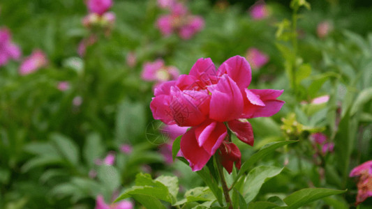 粉红色牡丹芍药月季牡丹花朵GIF高清图片